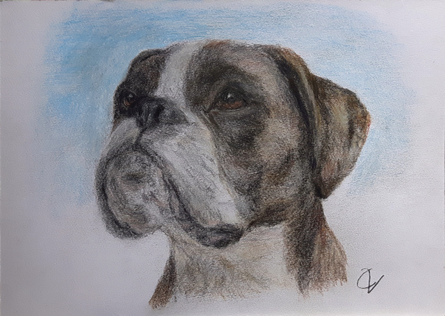 schilderij dieren hond boxer potlood